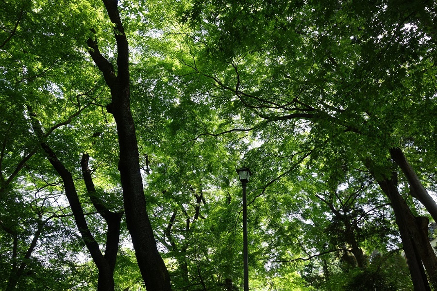 井の頭公園木漏れ日