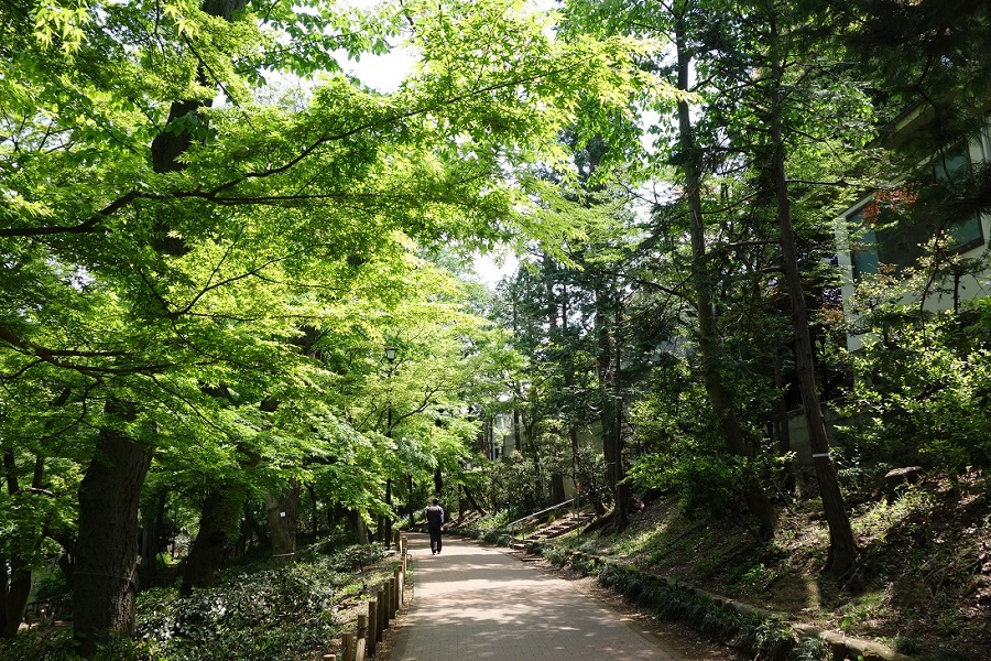 井の頭公園散歩道