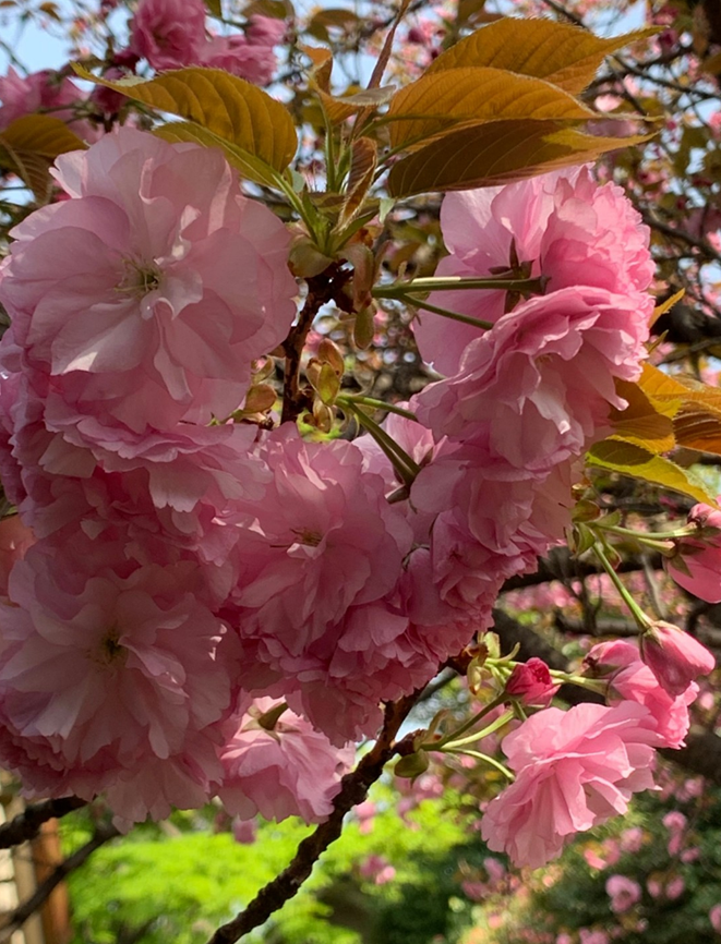 境内の八重桜2021.03.31