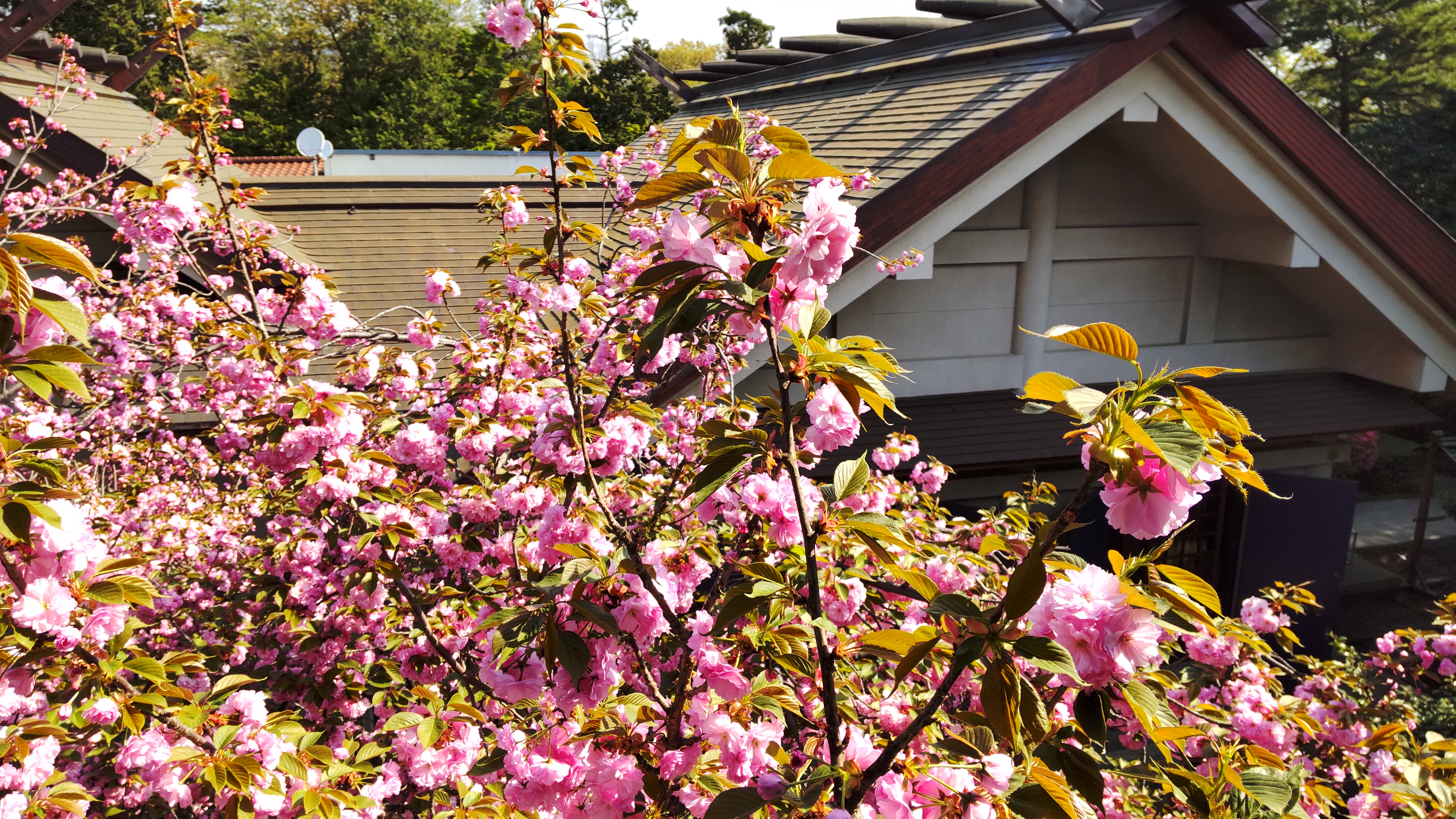 瞑想センターからみえる桜2022.04.12