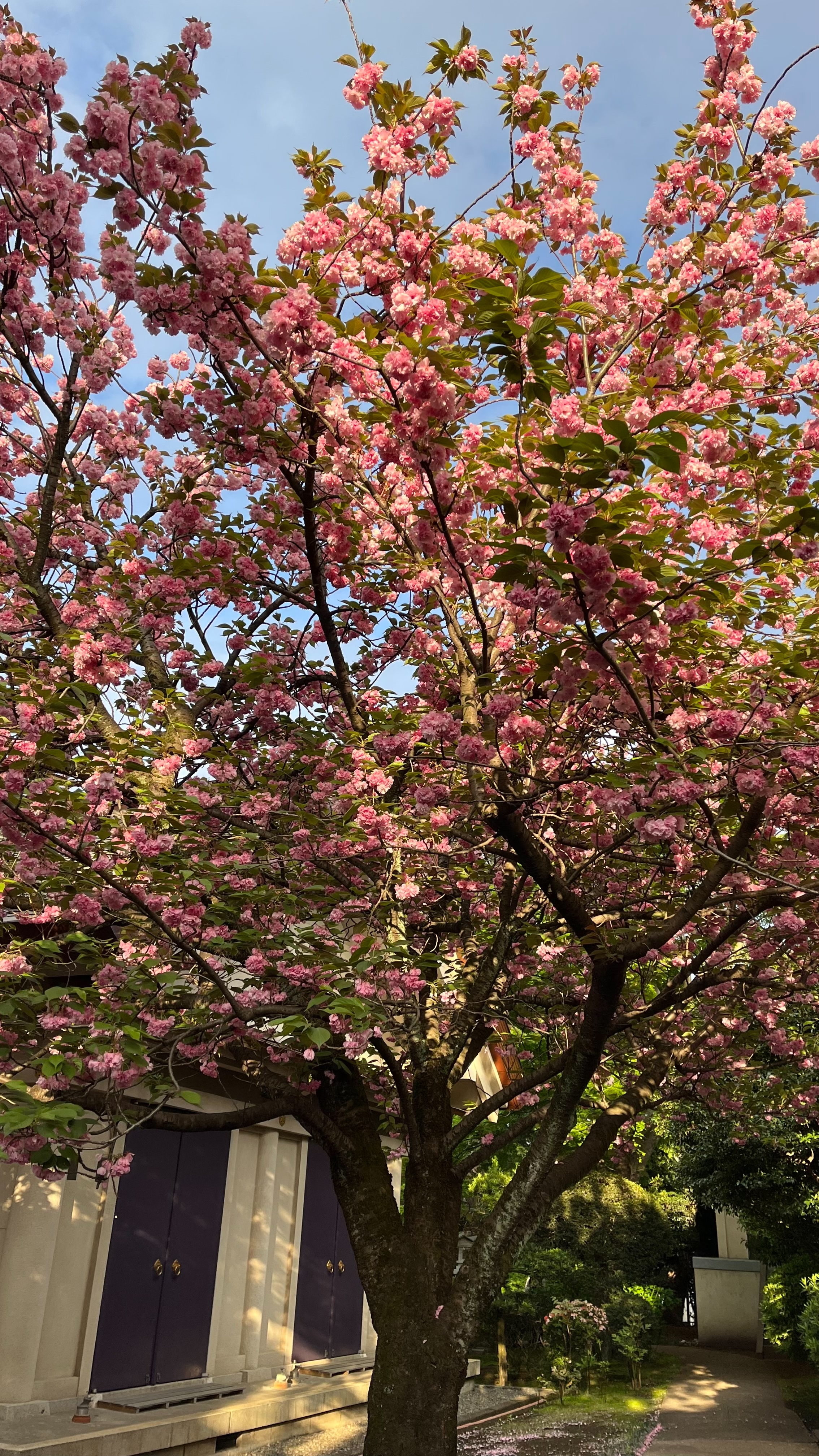 境内の八重桜 (2022.04.17)