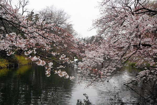 井の頭公園