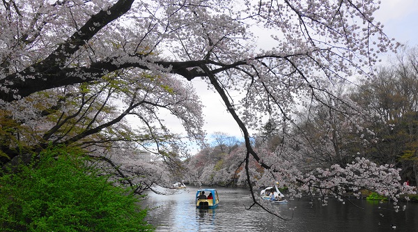 井の頭公園2